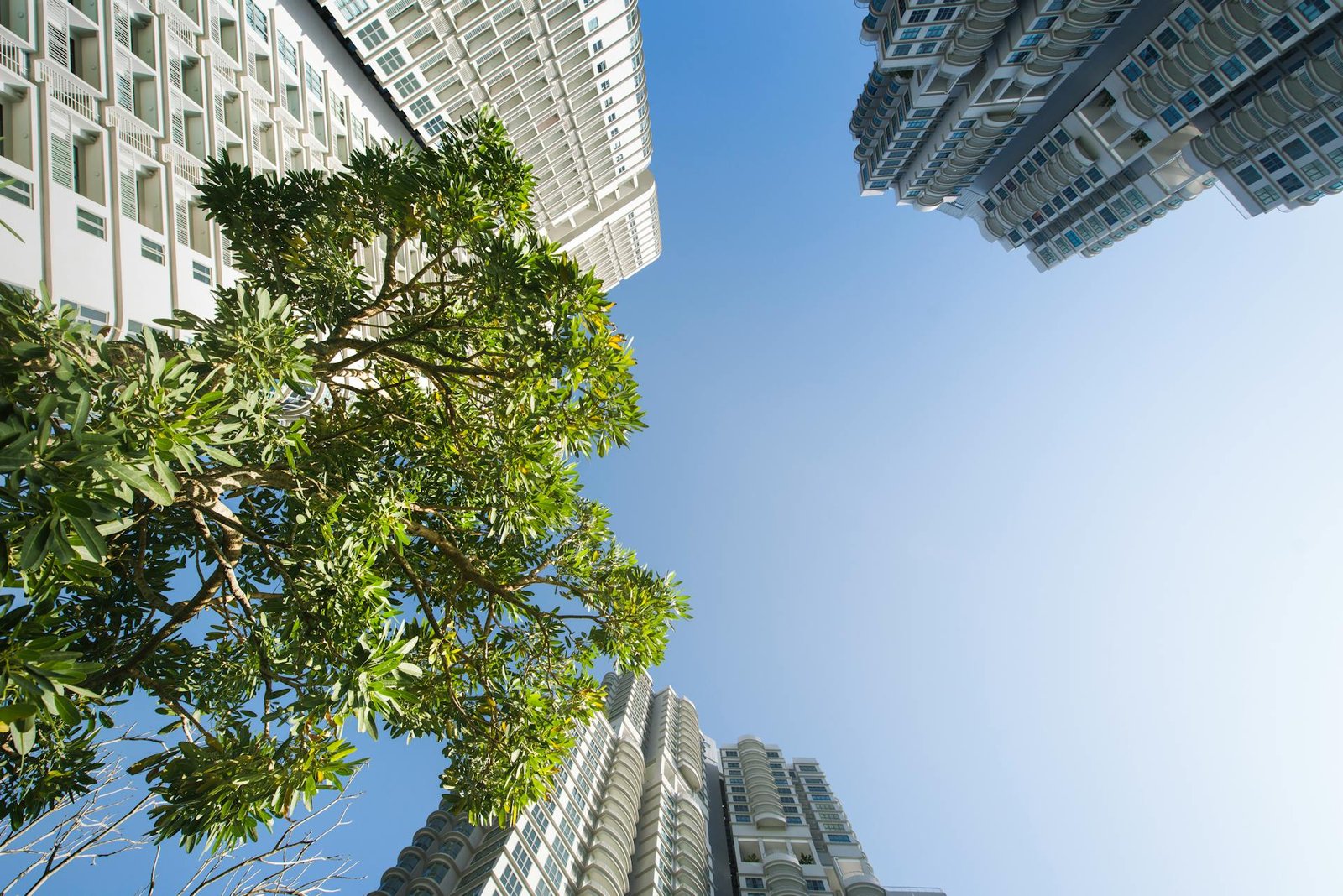 Teega Residence / Teega Suites Looking up at the towers from the garden